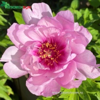 Itoh Paeonia First Arrival55