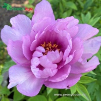 Itoh Paeonia First Arrival11