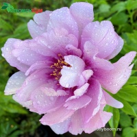Itoh Paeonia First Arrival66